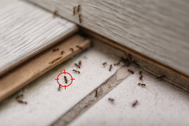 Insect Control in Williams, CA